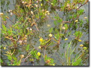 Image:  Water Buttons - Plants