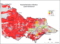 Map: Potential distribution of African boxthorn