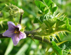 Photo: Apple of Sodom flower