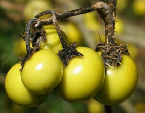 Photo: Apple of Sodom fruit and leaves