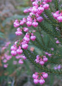 Photo: Berry Flower Heath flowers (September)