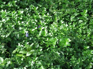 Photo: Blue Periwinkle