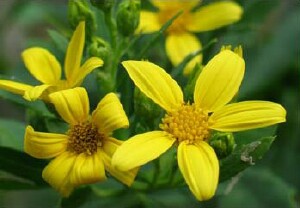 Photo: Boneseed flower.