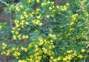 Photo: Boneseed plant.