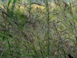 Photo: Brown-top Bent grass seed heads