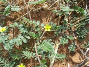 Photo: Caltrop plant