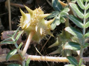 Caltrop seed