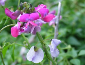 Photo: Dolichos Pea Flower