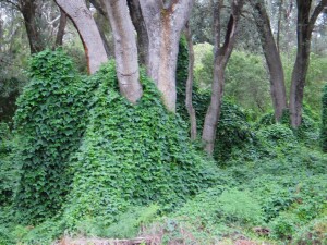 Photo: Dolichos Pea Infestation