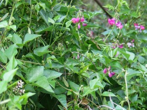 Photo: Dolichos Pea