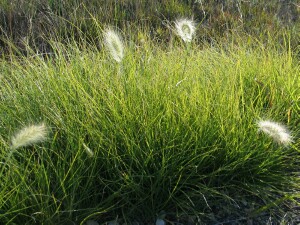 Feathertop plant
