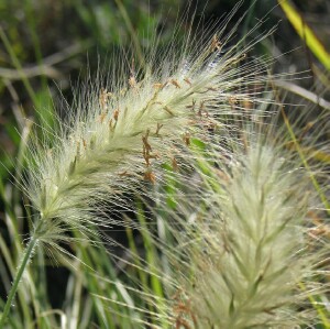 Feathertop flowerhead