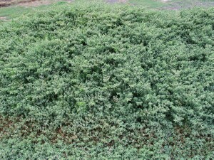 Photo: Galenia infestation