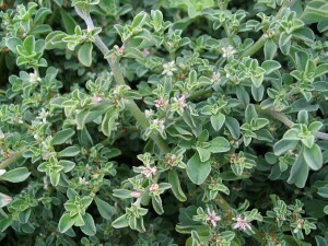 Photo: Galenia plant