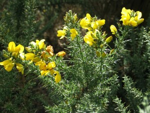 Photo: Gorse flowers