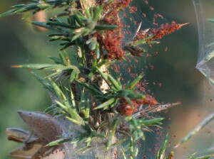 Photo:  Gorse mites