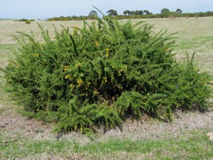 Photo:  Gorse Plant