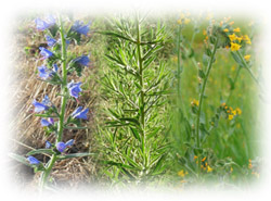 Photo: Herbs, annual