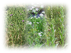 Photo: Herbs, biennial