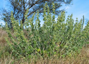 Photo: Horehound Plant