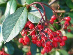 Photo:  Large-leaf cotoneaster fruit