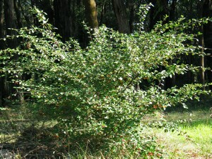 Photo:  Large-leaf cotoneaster plant