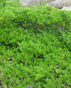 Mirror bush plant