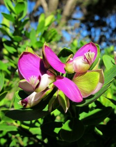 Photo: Myrtle-leaf milkwort flower