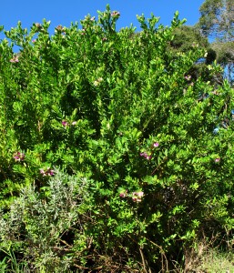Photo: Myrtle-leaf milkwort infestation at Mornington