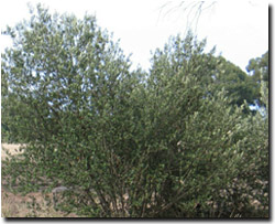Photo: Olive Tree
