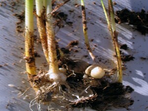 Photo: One Leaf Cape Tulip Bulbs