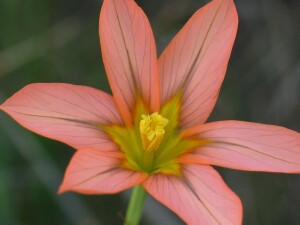 Photo: Cape Tulip (One Leaf) flower
