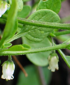 Photo:  Pampas Lily of the Valley flower