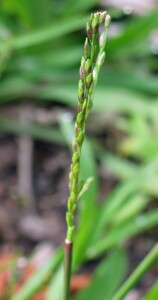 Photo:  Panic Veldt Grass head