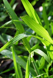 Photo:  Panic Veldt Grass