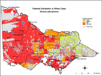 Map: Potential distribution of African Daisy