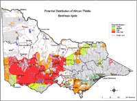 Map: Potential distribution of Africa Thistle