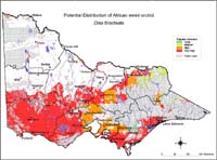 Map:  Potential distribution African Weed Orchid
