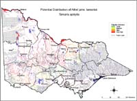 Map:  Potential distribution Athel Pine