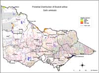 Map:  Potential Distribution Basket Willow