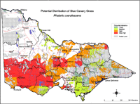 Map: Potential distribution of Blue Canary Grass
