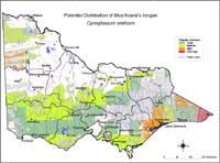 Map:  Potential distribution Blue Hound's Tongue