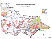 Map: Potential distribution of Bluebell Creeper