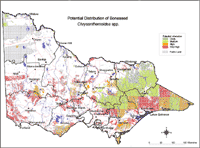 Map: Potential distribution of Boneseed