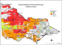 Map: Potential distribution of Branched Broomrape
