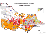 Map: Potential distribution of Branched Scourinrush