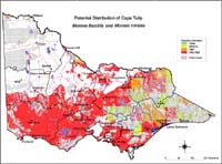 Map: Potential distribution of Cape Tulip