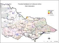 Map:  Potential distribution Corkscrew Willow
