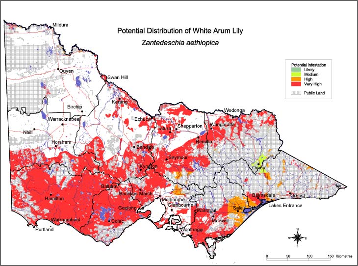 Map:  Potential distribution - White Arum Lily