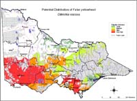 Map:  Potential distribution False Yellowhead